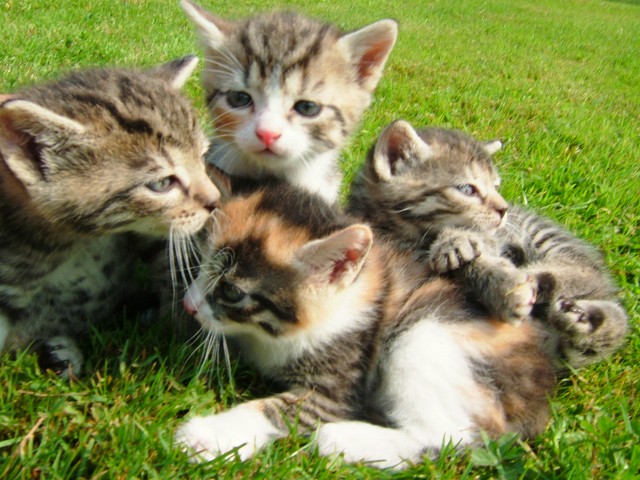 Maikätzchen abzugeben | katzen-kleinanzeigen.net