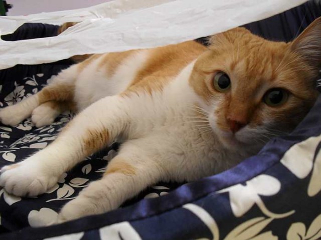 Rote Katze Gata-wo sind die Melanies dieser Welt ?? - Hauskatzen - Oberhausen