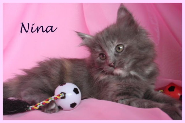 Norwegische Waldkatzen Kitten (PLZ 217xx) - Norwegische Waldkatze - Dollern