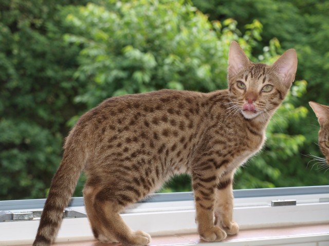 Ocicat Katerchen Duke sucht noch ein Zuhause - Katzen Sonstige - Sinntal