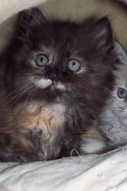 Perser Mädchen - Perser - Großmehring