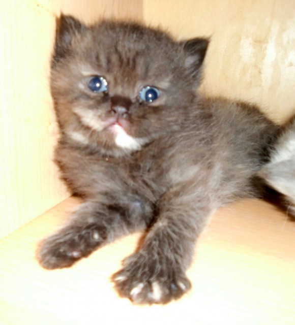 Kleines Mädchen mit Nase sucht liebevolle Familie - Exotic Shorthair - Plauen