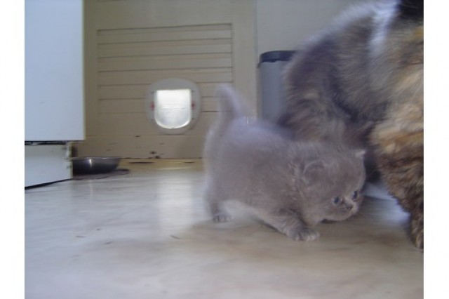Schnuckelige Perserbabys - Perser - Celle