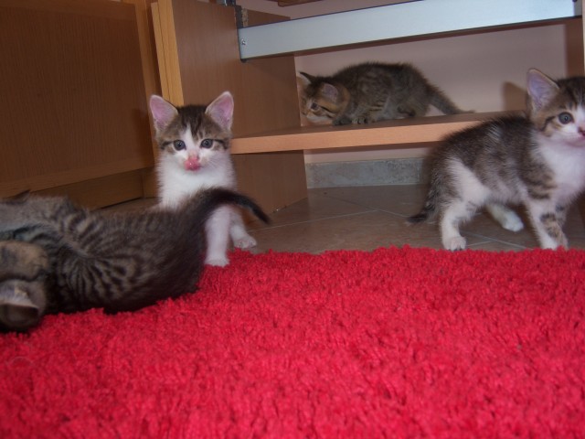 4 Sibirische Waldkatze zu verkaufen ! - Sibirische Katze - Veitsbronn jahnstraß.11