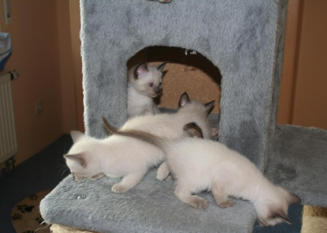 Bildhübsche Siam Thai - Kitten abzugeben! - Siam - Büren