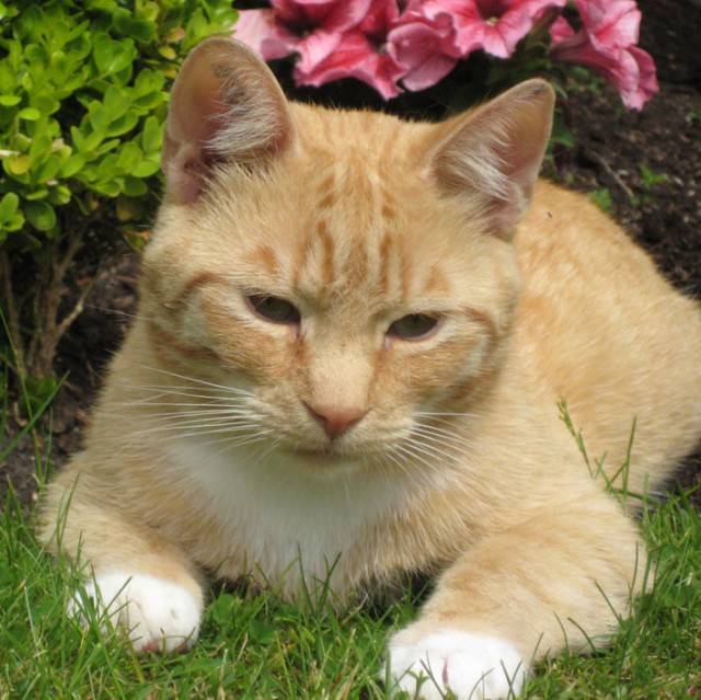 Rotgetigerter Persermix-Kater sucht neues Zuhause  - Freigaenger - Emden