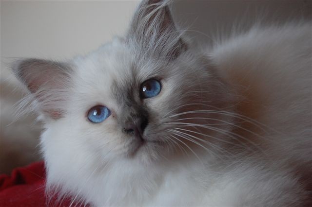 Junger Birmakater, lilac-point- ab sofort!! - Birma - Sankt Johann am Walde