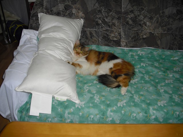 Suche Main Coon Deckkater - Deckkater - zetel