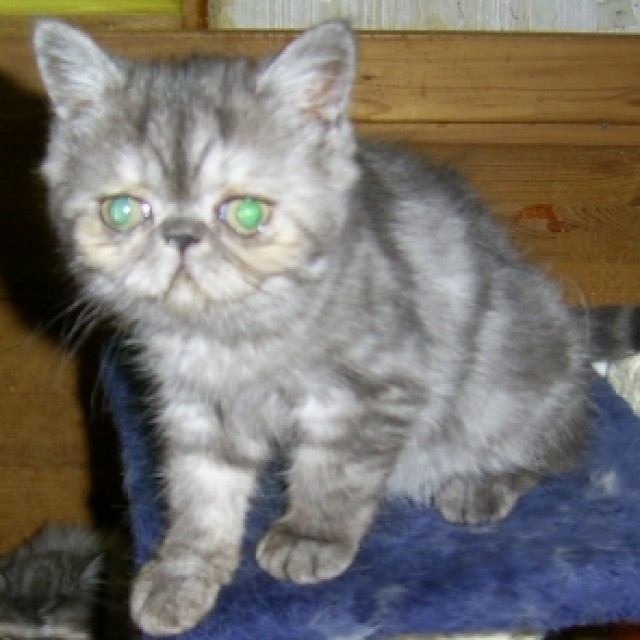 Wunderschöne ,reinrassige Exotic-Shorthairbabys - Exotic Shorthair - Lutherstadt Eisleben