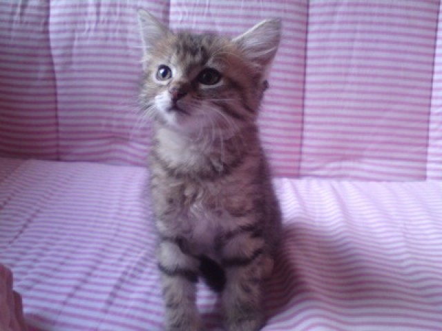 Süße MaineCoonmischlingsbabys - Mischling - Hochborn