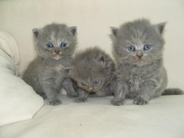 3 Wunderschöne Bkh-Blh Mädels - British Kurzhaar - Wertheim Salon de Provence Ring 17