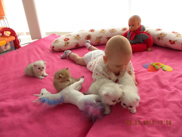 Perserbabys mit papiere in silver und golden shaded - Perser - Ichehausen