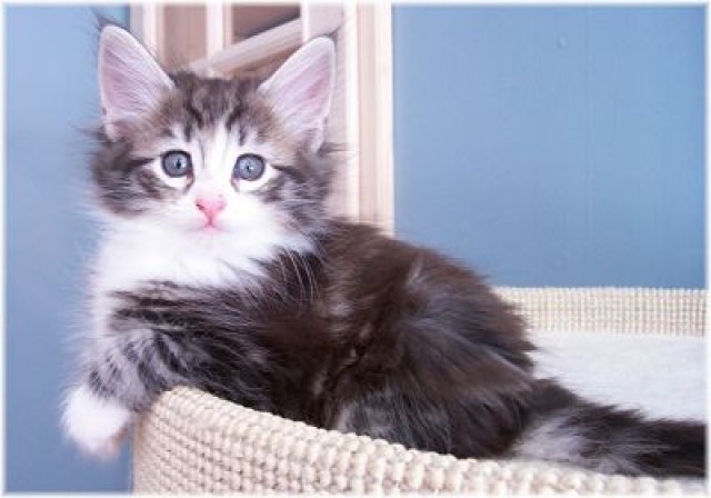 Super schöne Norwegische Waldkatzenbabys zu verkaufen - Norwegische Waldkatze - Steinbergkirche