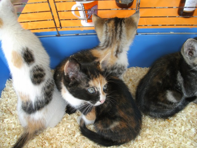 Schildpatt Katzen - Mischling - Schiffweiler