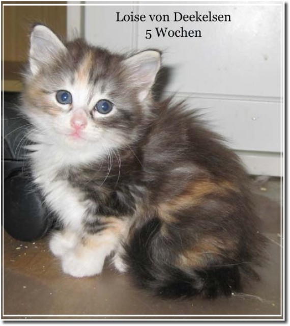 Norwegische Waldkatzenbaby`s - Norwegische Waldkatze - Kiel