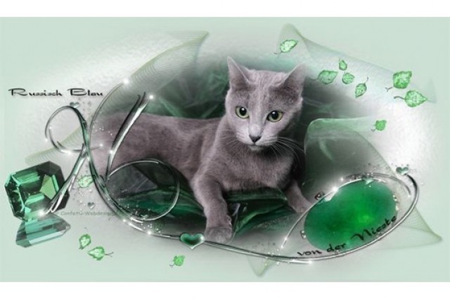 3 Russisch Blau Kitten abzugeben - Russisch Blau - Niestetal 