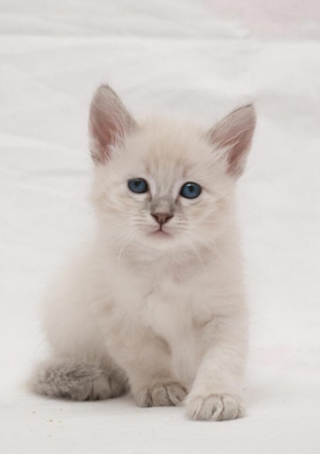 Thaikitten im Halblanghaarlook mit Stammbaum  - Thai - Braunschweig