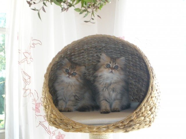 Perserkätzchen in golden/silver - Perser - kempten