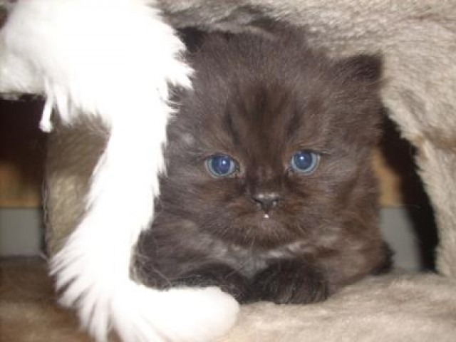 Süße Perser black tabby sucht neues zu Hause - Perser - Rahden