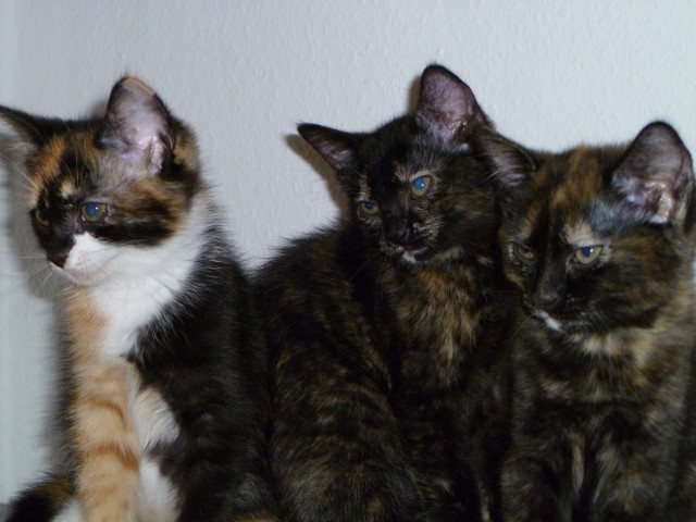 Zwei süße Kätzchen in gute Hände abzugeben - Katzen Sonstige - Stuttgart
