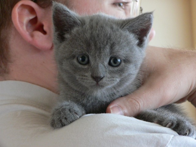 BKH von den Superschmusern hat 5 kleine Kitten - British Kurzhaar - Berlin