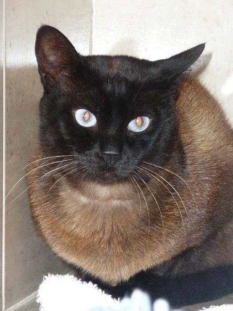 Notfall! Kater Domingo gibt sich auf....... - Siam - Oberhausen