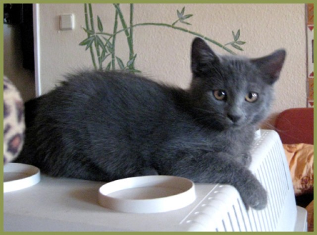 Wir suchen Pensionsfamilien! Unsere Tiere brauchen Sie! - Katzensitter - Lauf a.P. / Nürnberg