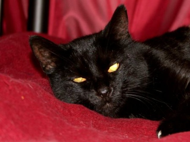 Tipsy sucht neues zuhause - Hauskatzen - Lauf a.P. / Nürnberg