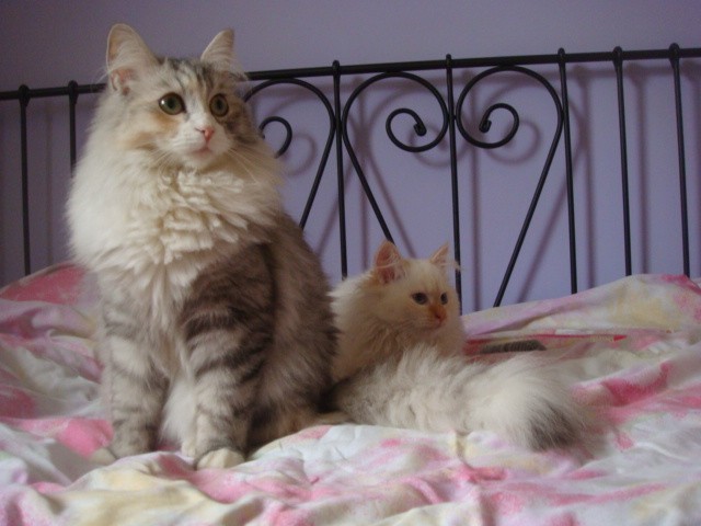 Sibirische Katzen vom Sternennebel - Sibirische Katze - Wassenberg