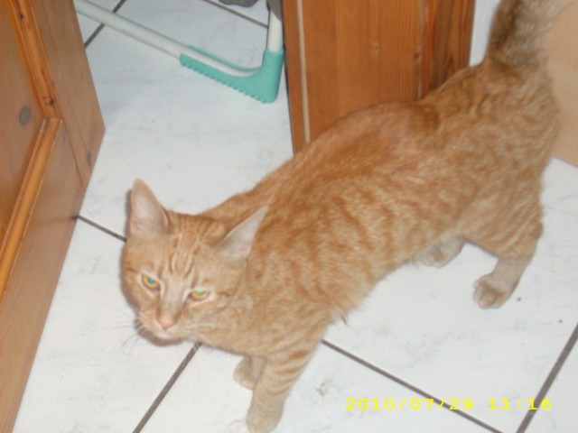 Roter Kater - Hauskatzen - Siek