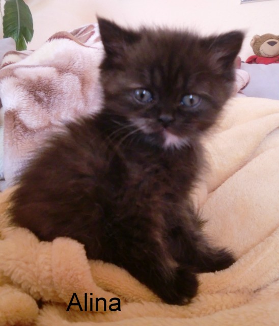Alina, ein kleines Exotic Shorthairmädchen - Exotic Shorthair - Plauen