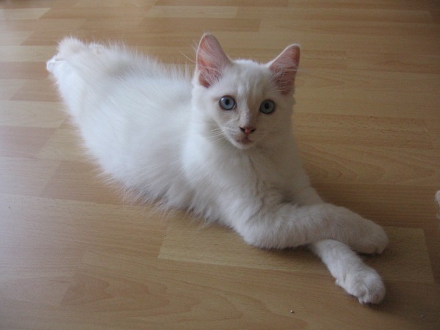 Ragdollkater - Ragdoll -  Dülmen