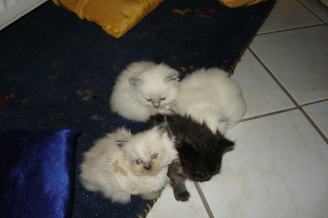 Reinrassige Sibirische Kitten zu vergeben - Sibirische Katze - Annweiler