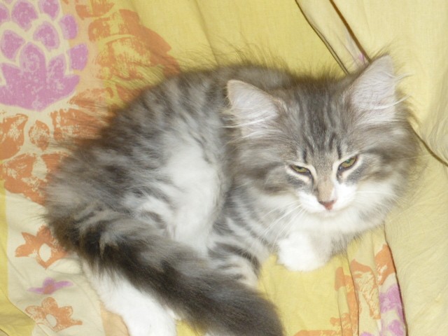Norwegerkitten mit Ahnentafel - Norwegische Waldkatze - München