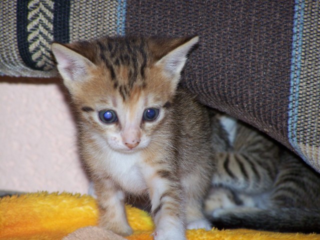 Unsere kätzchen suchen ein liebevolles zu hause - Katzen Sonstige - böblingen