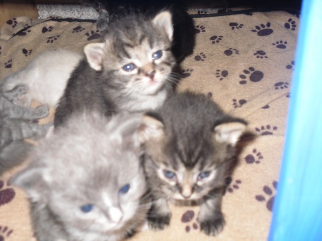 Neva masquarade,waldkatze,sibirische katze - Sibirische Katze - dortmund