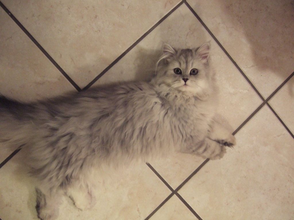 Perser Deckkater gesucht im Großraum München - Deckkater - Fraunberg