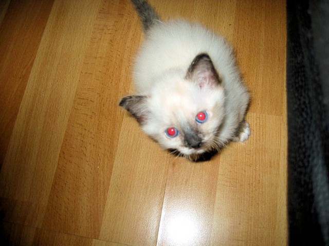 Hübsches Hl.Birma Mädchen - Birma - Ammerbuch