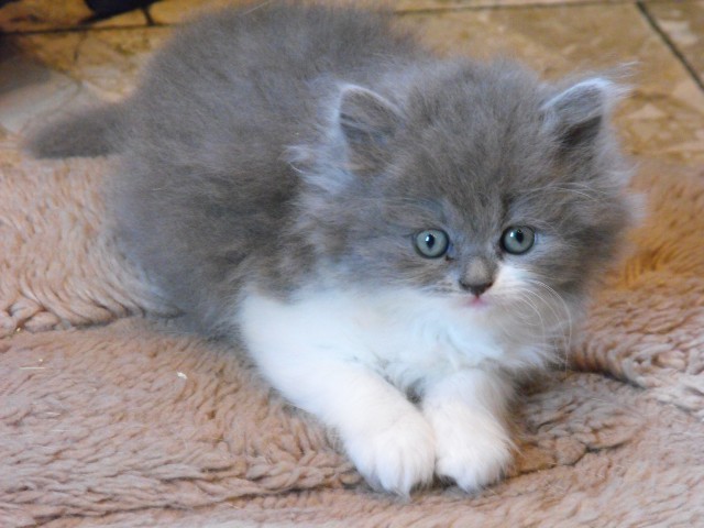 3 außergewöhnliche Katzenkinder zu vergeben - British Kurzhaar - Datteln
