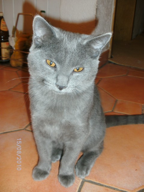 Wünderschöner 4 Monate alter Chartreux Kater in treue Hände abzugeben - Kartaeuser - Wiesbaden