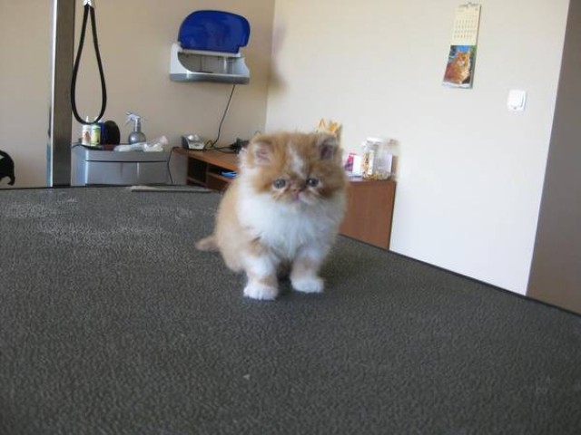 Perser Kater - Perser - Düsseldorf