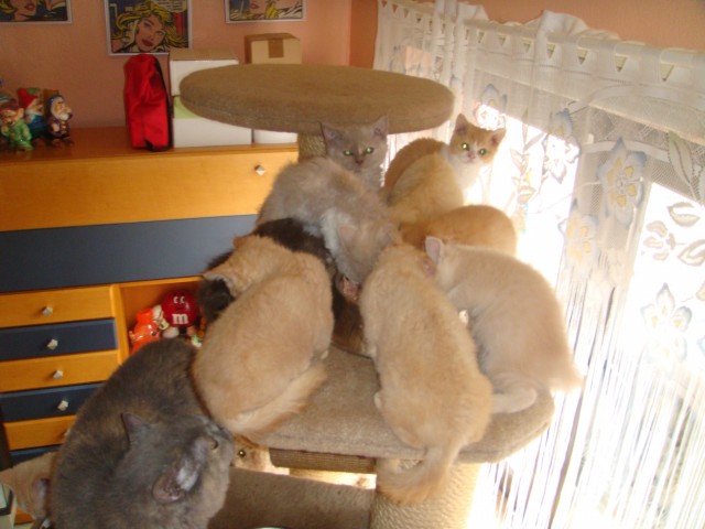 Zuchtaufgabe Selkirk Rex - Selkirk Rex - mechernich