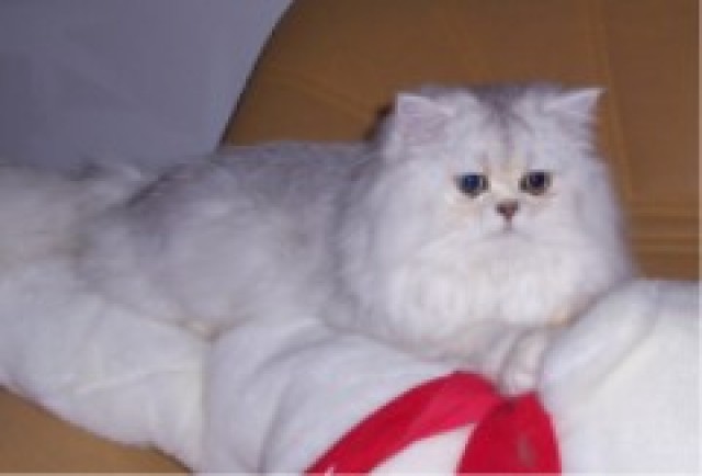 Perserkater  (Deckkater) mit Stammbaum - Perser - 