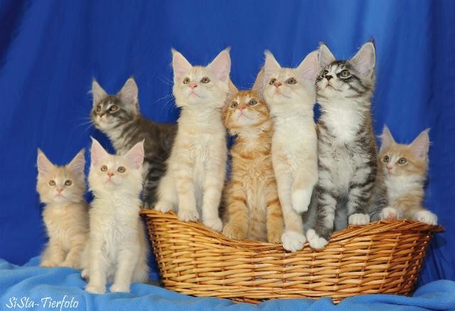 Gesucht:Nicht Ferrero,aber nur die Besten - Maine Coon - Zeulenroda
