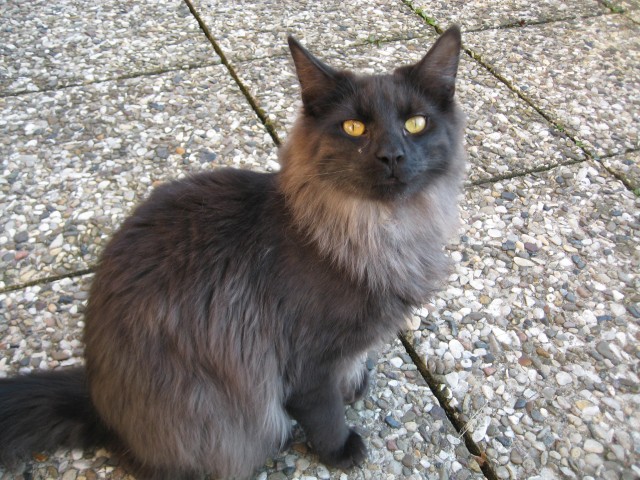 CHARLY / Main Coon (blauer Tabby) (Norweger Waldkatze) - Maine Coon - Hamburg