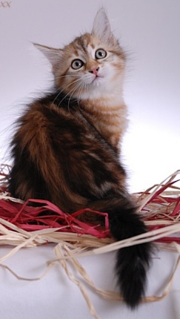 Reinrassige Sibirerbabys suche ein Zuhause - Sibirische Katze - Rüssselsheim