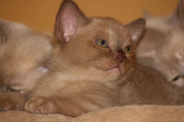 Biete Burma Burmesen Kitten in den Farben creme, lilac-tortie u. chocolate - Burma - Iserlohn