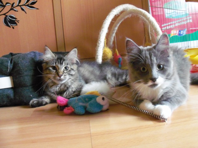 Maine Coon Bkh Mix Katzen Kleinanzeigen Net