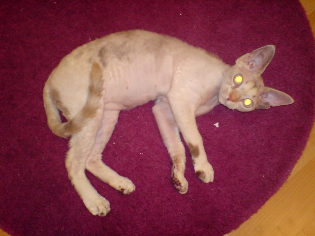 7 Monate alte Devon Rex Dame sucht Zuhause - Devon Rex - Büttelborn