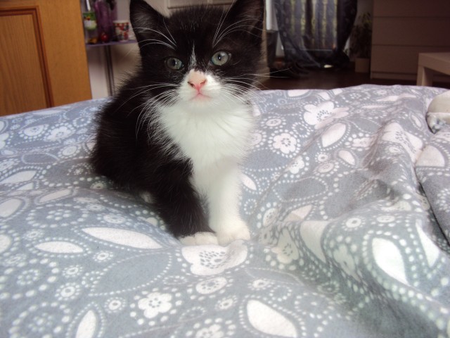 5 Perser/Waldkatzen Mix kitten 8 Wochen alt - Mischling - bonn